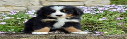 Bernese Mountain Dog dogs for sale: Mr. Barkley - Ad 1