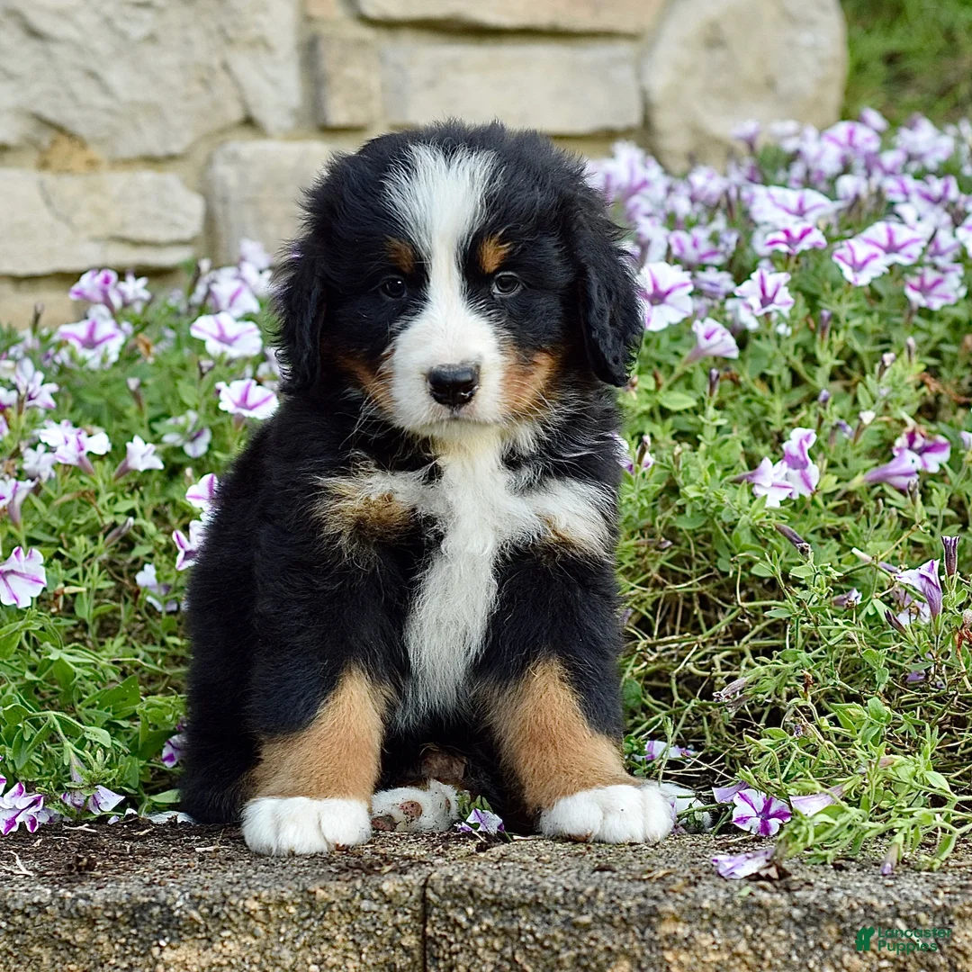 Bernese Mountain Dog dogs for sale: Mr. Barkley - Ad 1