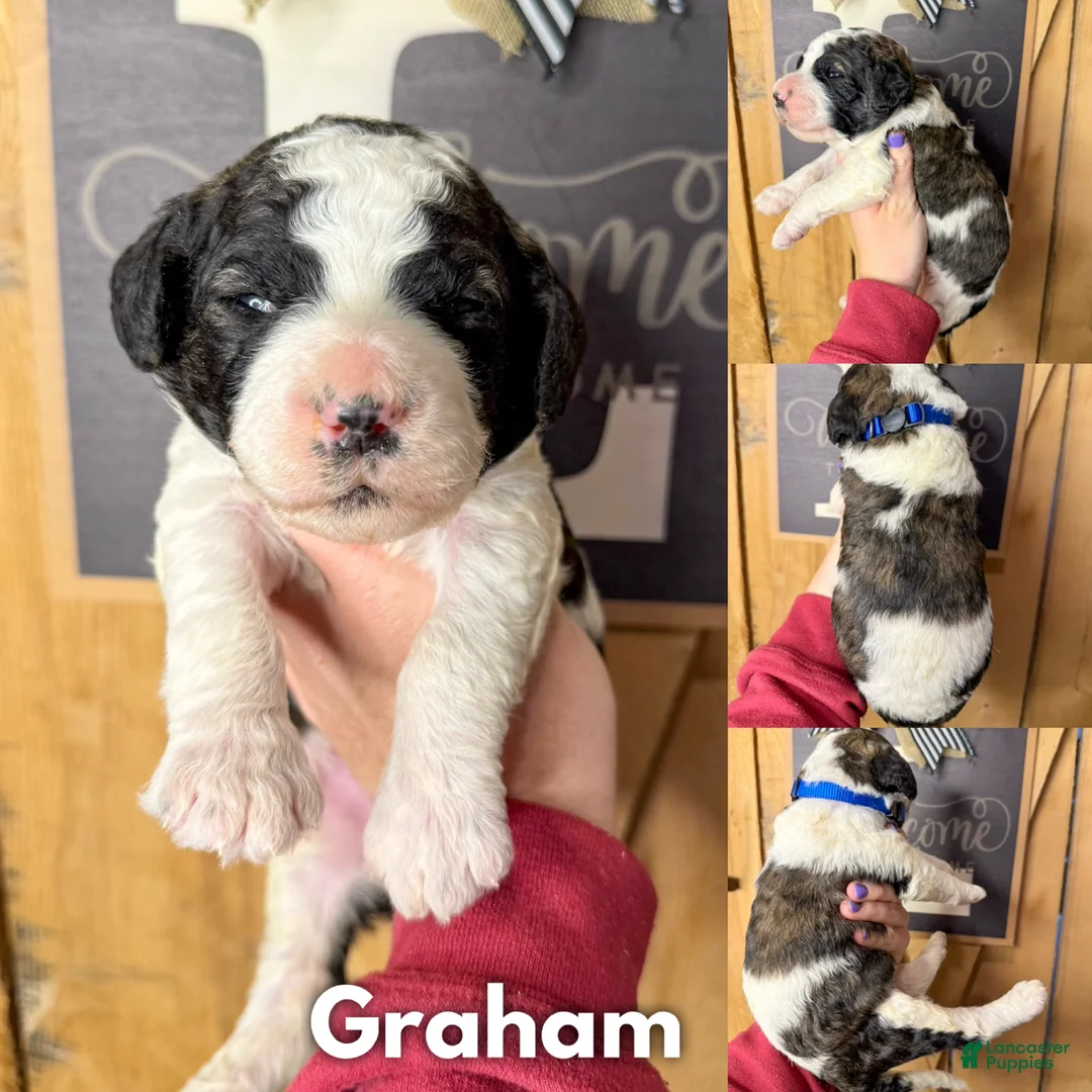 Saint Berdoodles dogs for sale: Graham - Ad 1