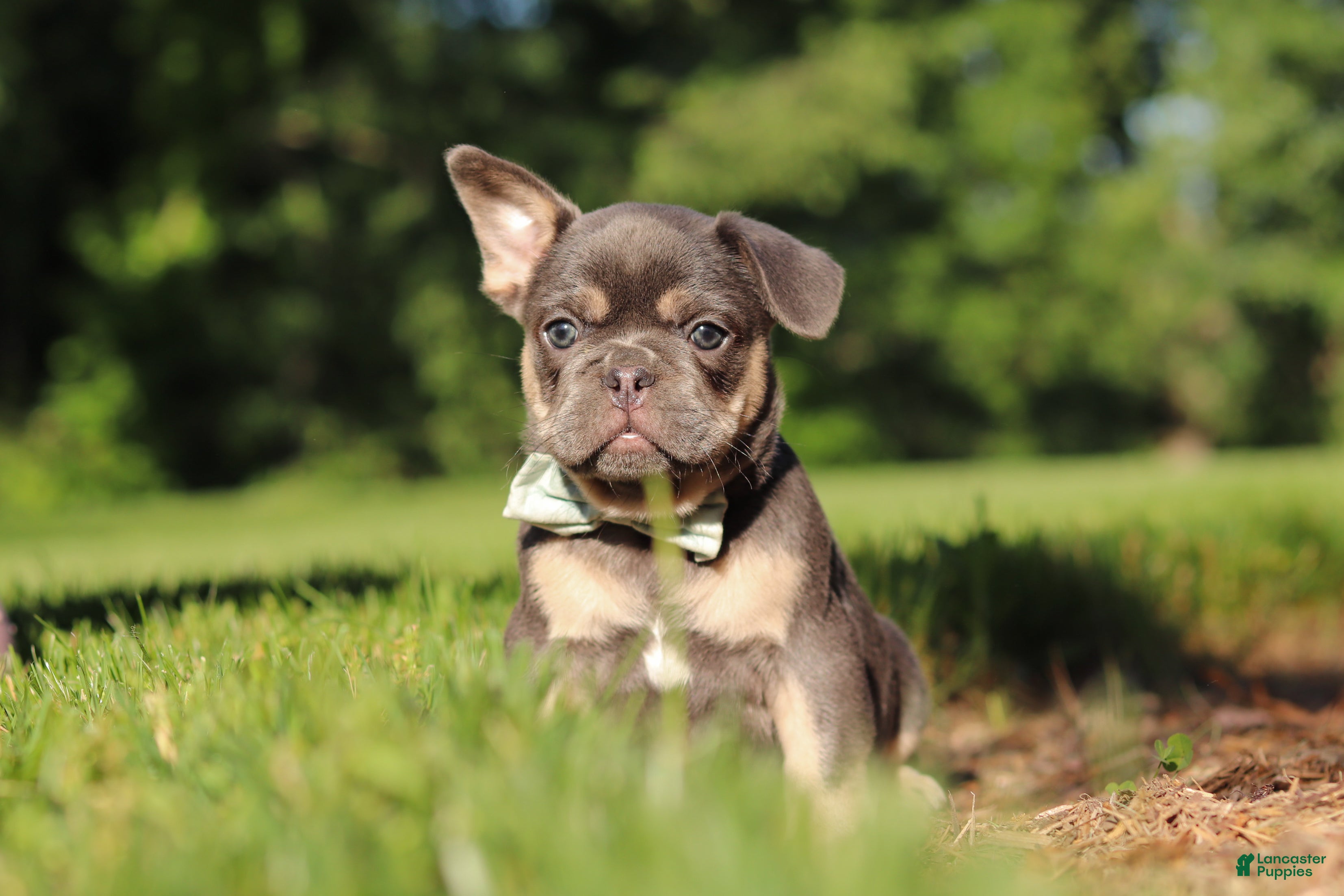 French Bulldog dogs for sale: Mason - Ad 7