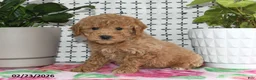 Goldendoodle dogs for sale: Remi - Ad 4