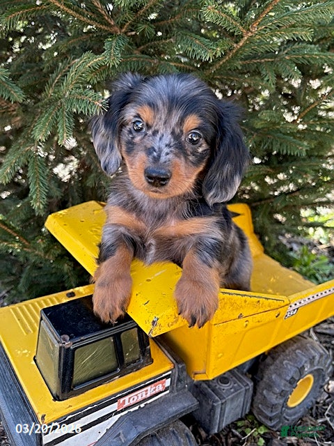 Miniature Dachshund dogs Vaylor - Ad 1