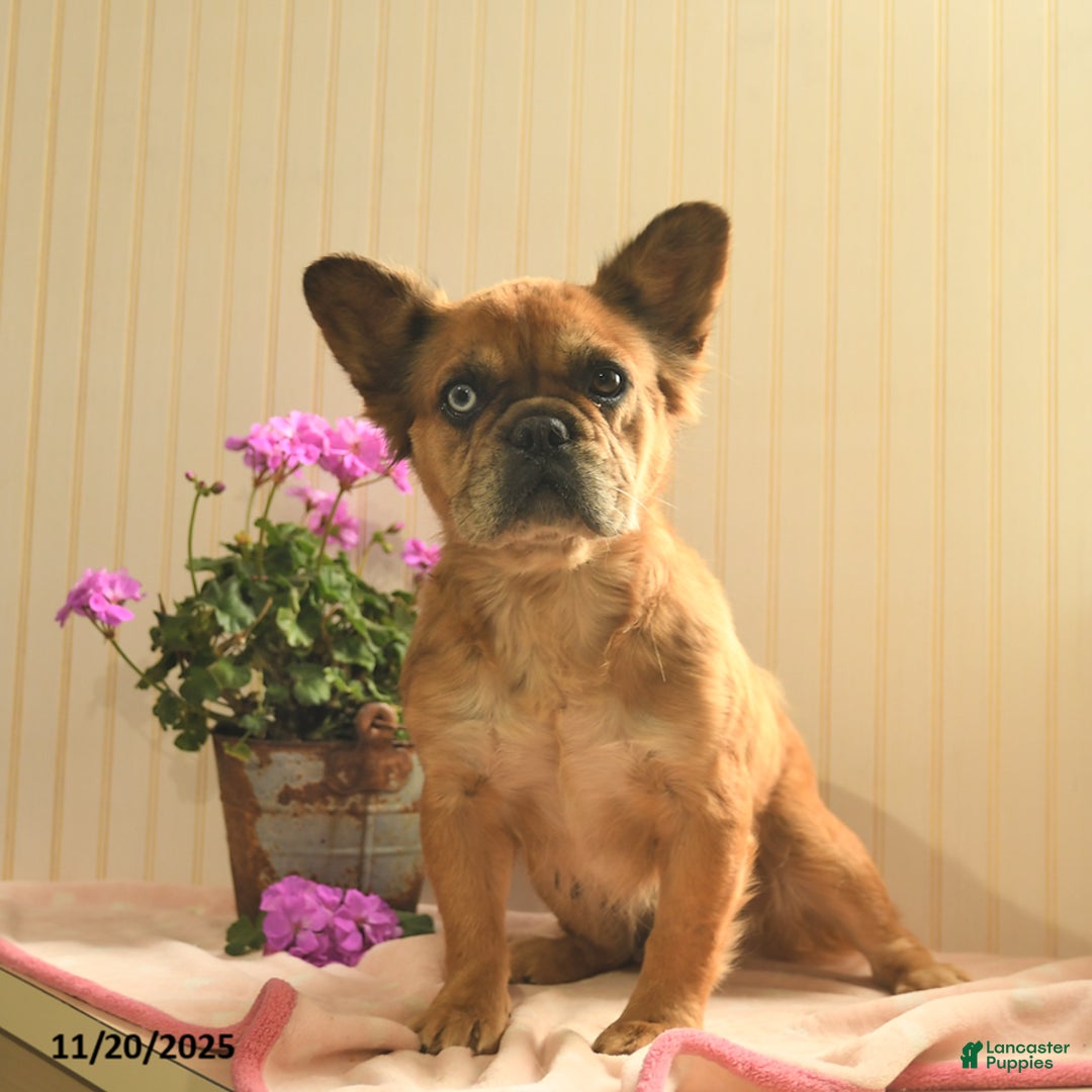 French Bulldog dogs for sale: Asher  - Ad 6