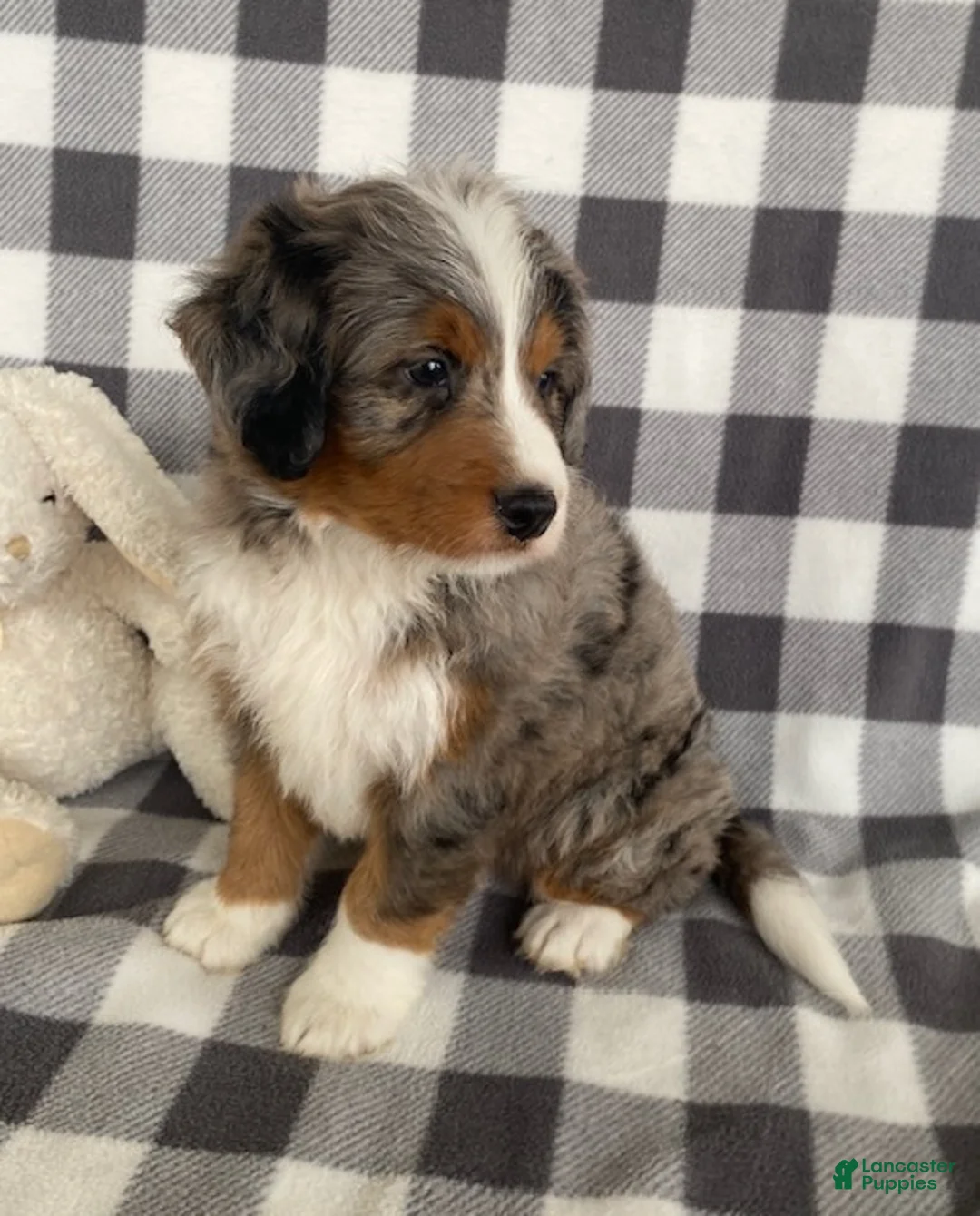 Mini Bernedoodle dogs for sale: Ollie- mini/medium - Ad 2