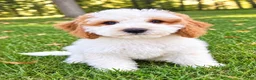 Cavapoo dogs for sale: Tate - Ad 3