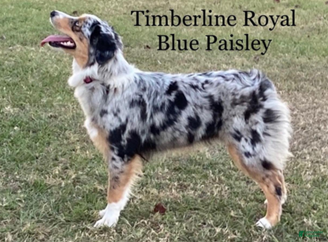 Miniature Australian Shepherd dogs for sale: Kate - Ad 4