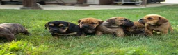 Beabull dogs for sale: Arthur - Ad 21
