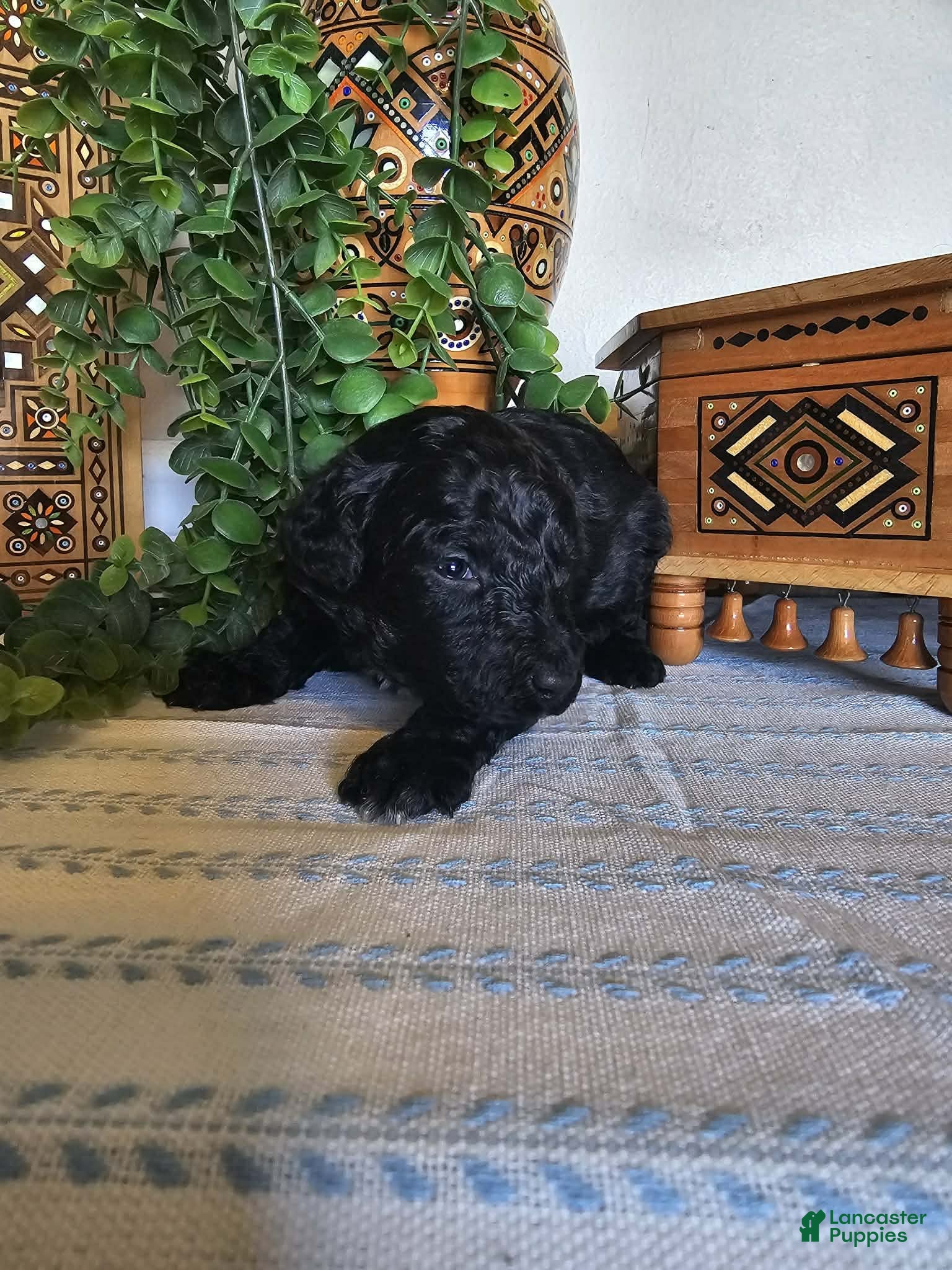 Mini Goldendoodle dogs Jet - Ad 2