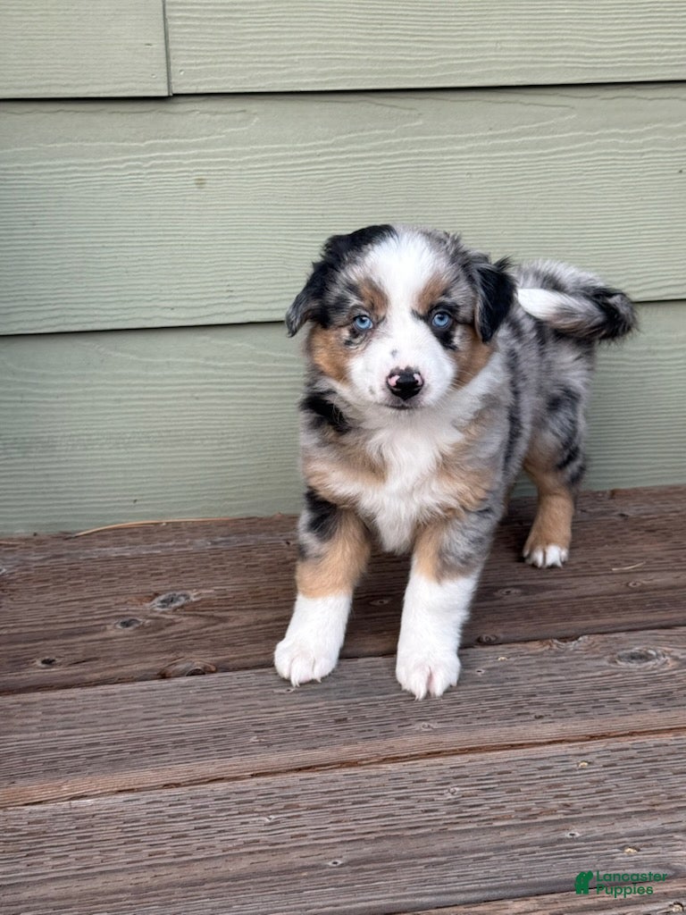 Miniature Australian Shepherd dogs for sale: Hooligans Blue Merle Male - Ad 4
