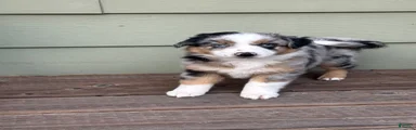 Hooligans Blue Merle Male