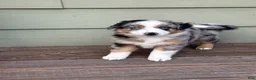 Miniature Australian Shepherd dogs for sale: Hooligans Blue Merle Male - Ad 1