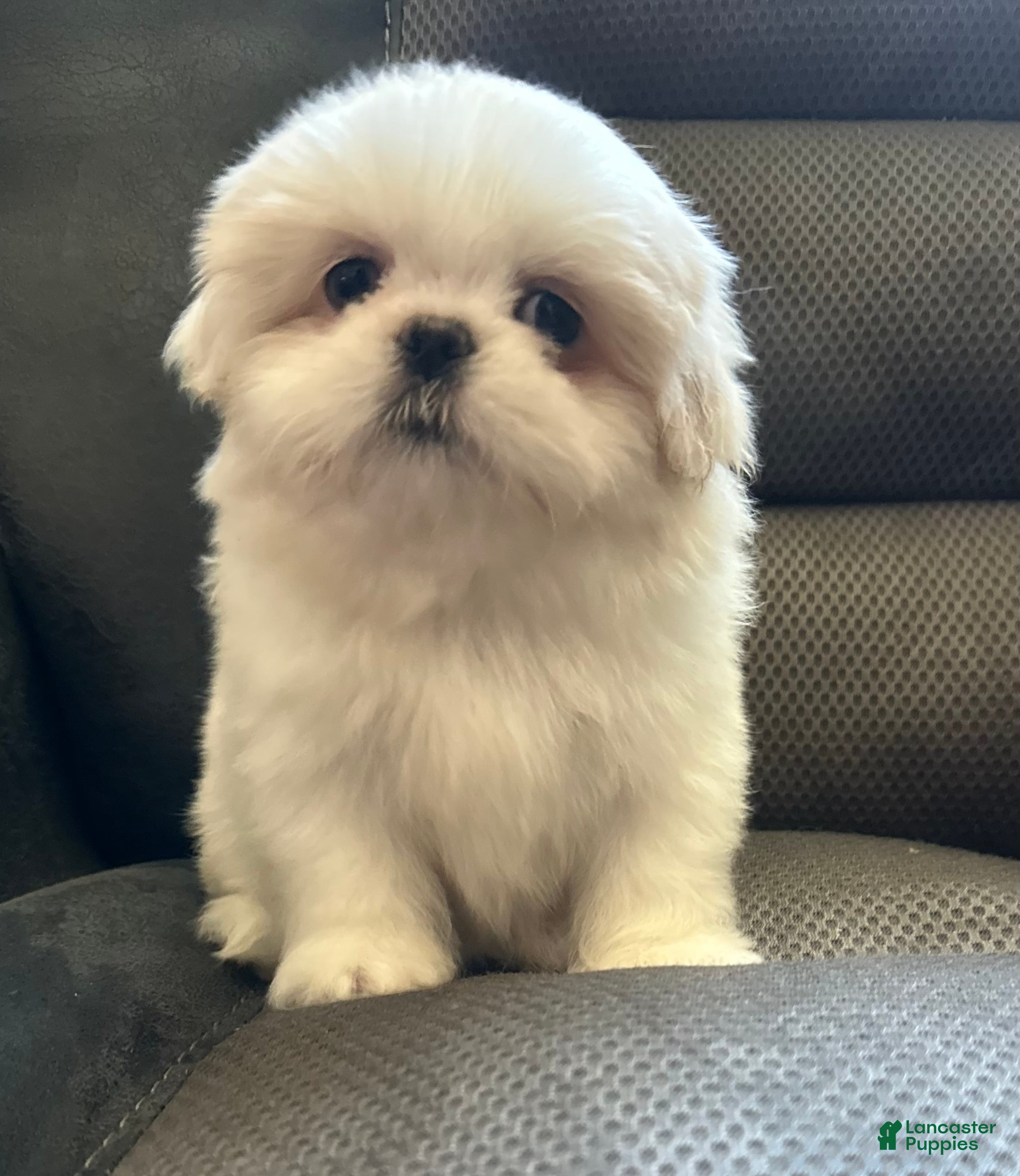 Mixed Breed dogs cloud  - Ad 1