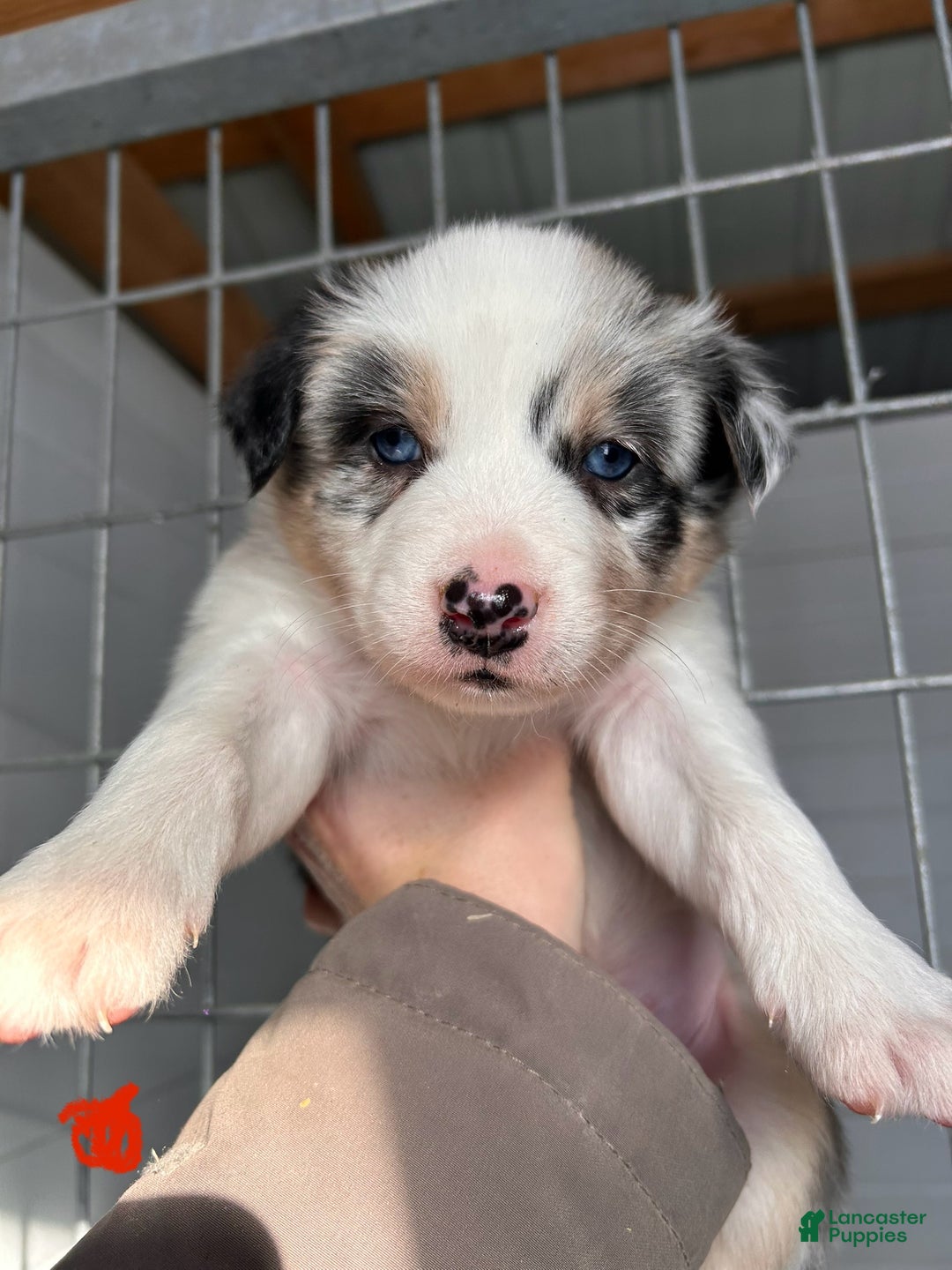 Australian Shepherd dogs for sale: Ringo - Ad 4