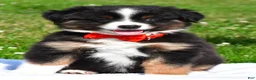 Miniature Australian Shepherd dogs for sale: Archer - Ad 7