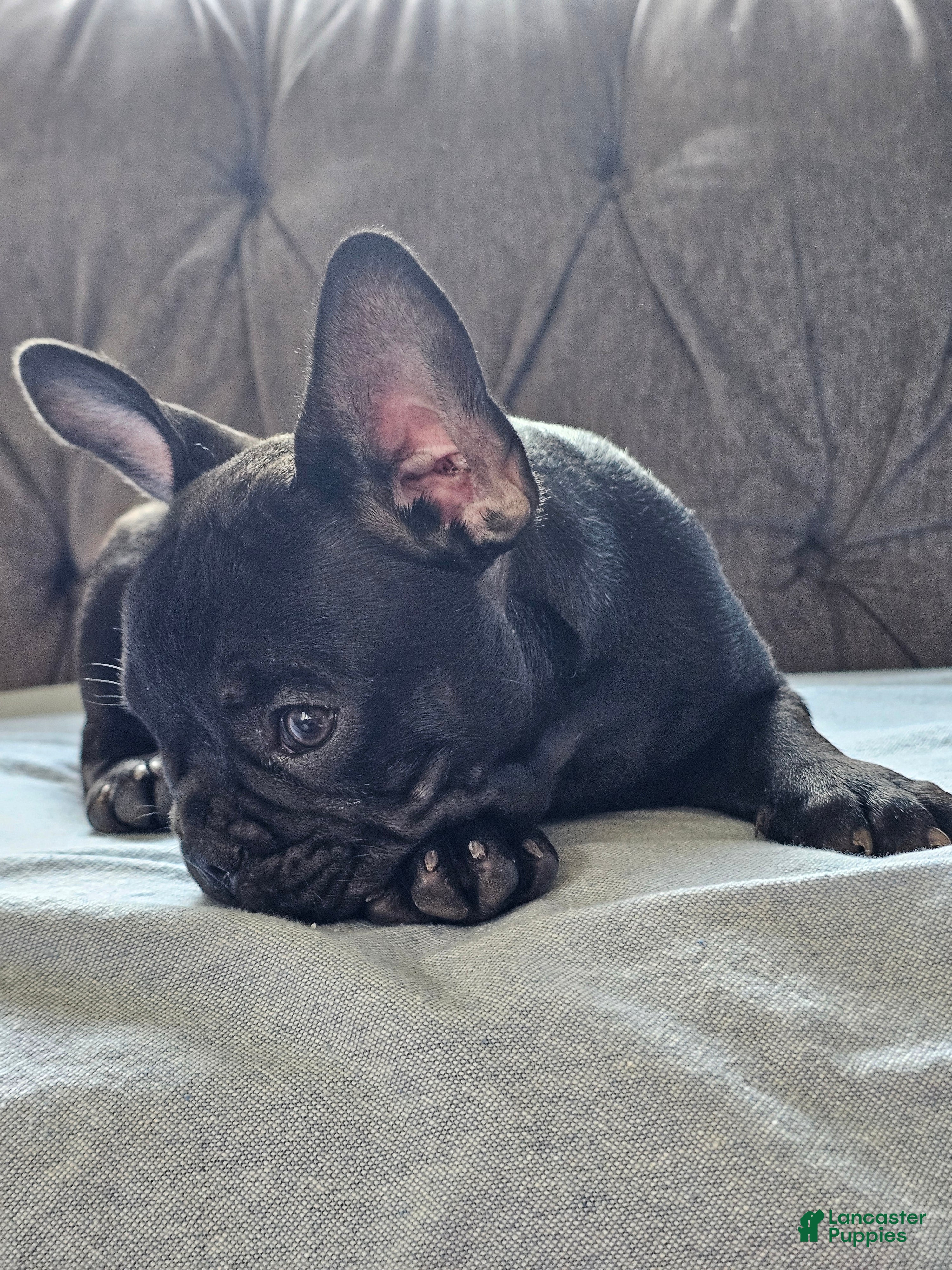 French Bulldog dogs Gus - Ad 2