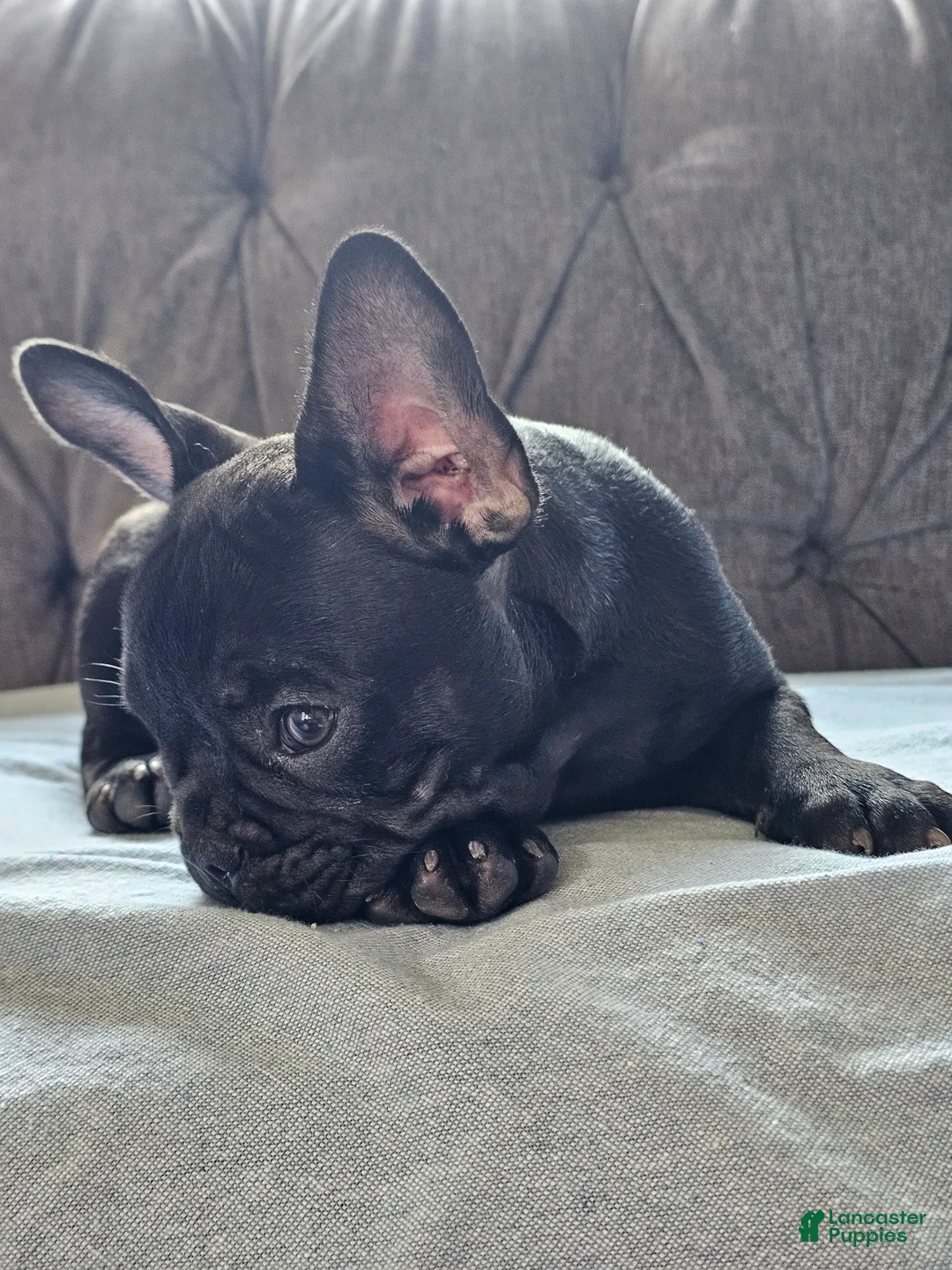 French Bulldog dogs for sale: Gus - Ad 2