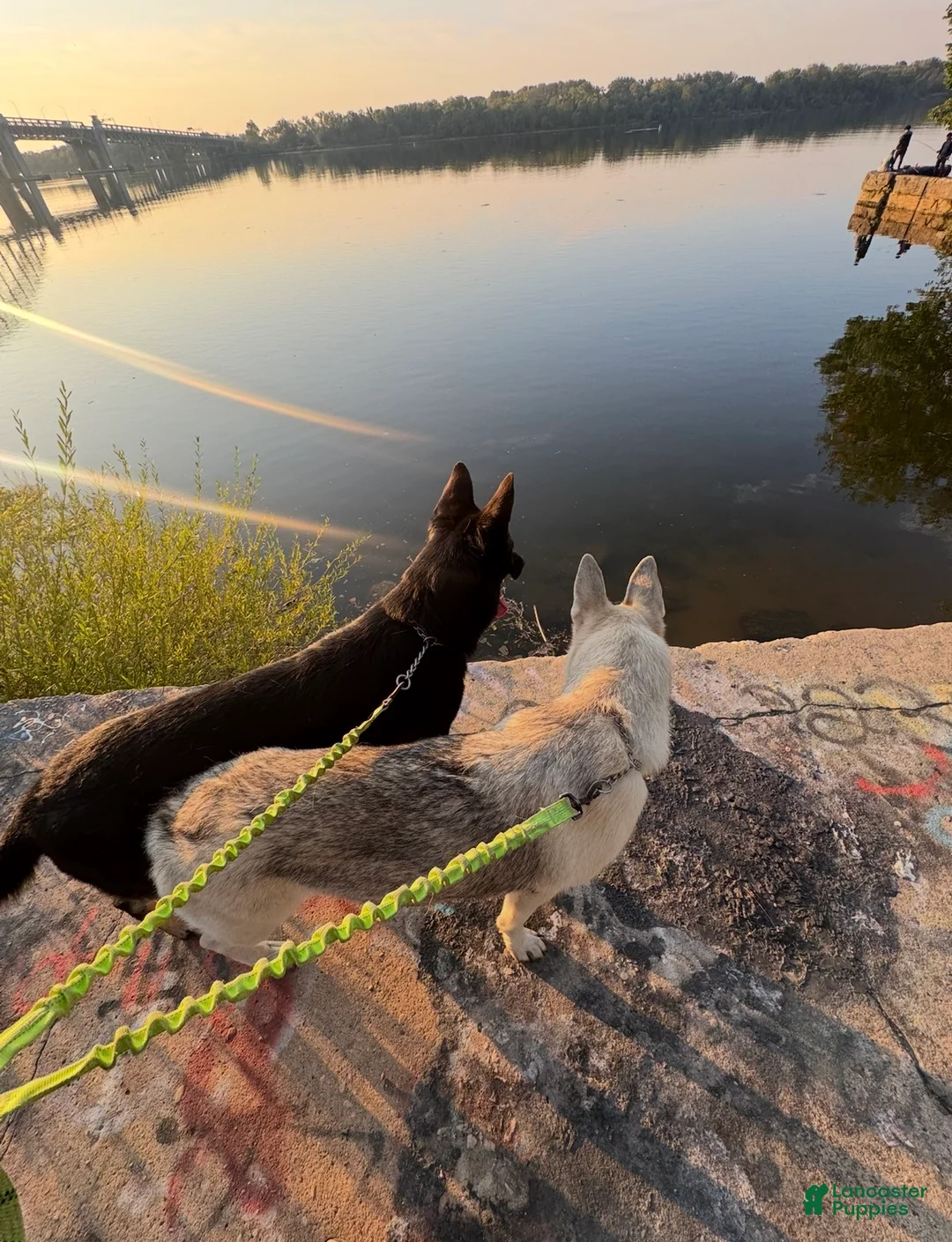 German Shepherd dogs for sale: German Shepherd Puppy 2 - Ad 6