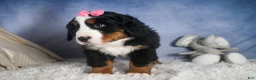 Bernese Mountain Dog dogs for sale: HANNAH - Ad 11