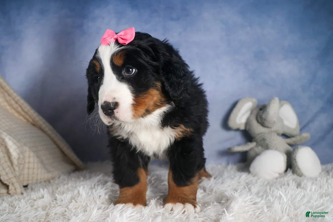 Bernese Mountain Dog dogs for sale: HANNAH - Ad 11