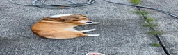Welsh Corgi Pembroke dogs for sale: Map - Ad 1