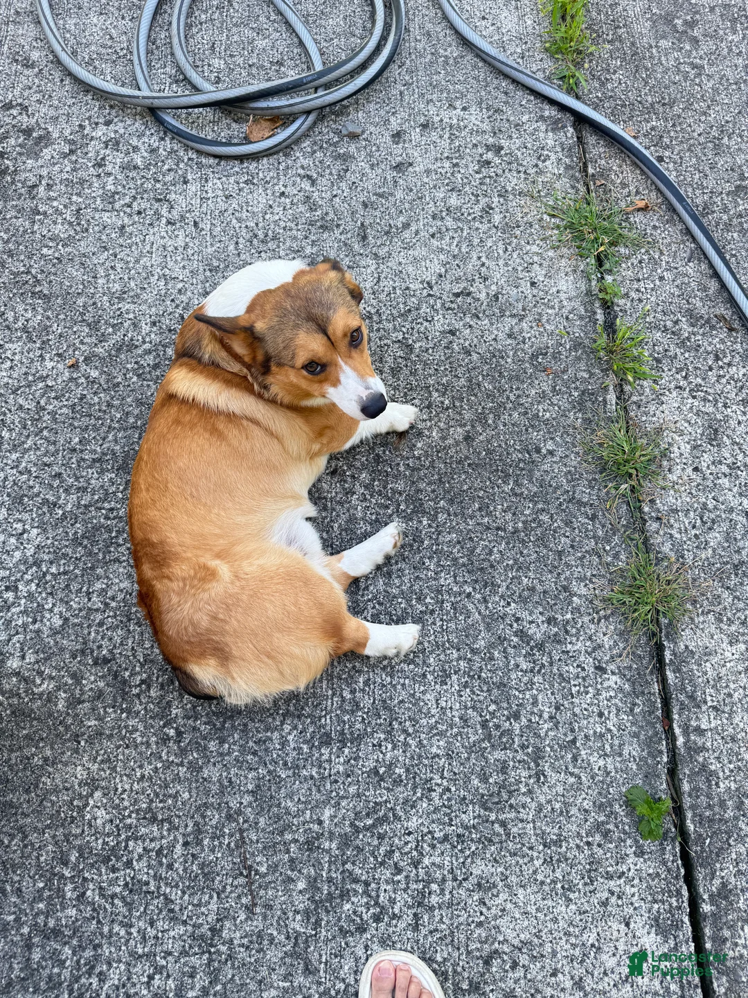Welsh Corgi Pembroke dogs for sale: Map - Ad 1