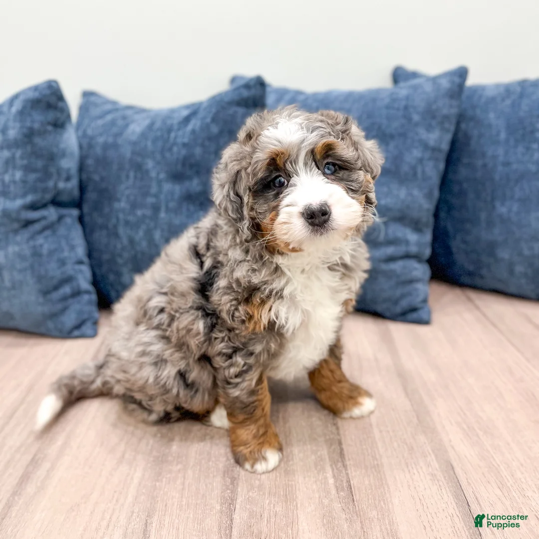 Mini Bernedoodle dogs for sale: Jenny - Ad 1