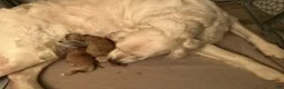 Mini Goldendoodle dogs for sale: Skya - Ad 7