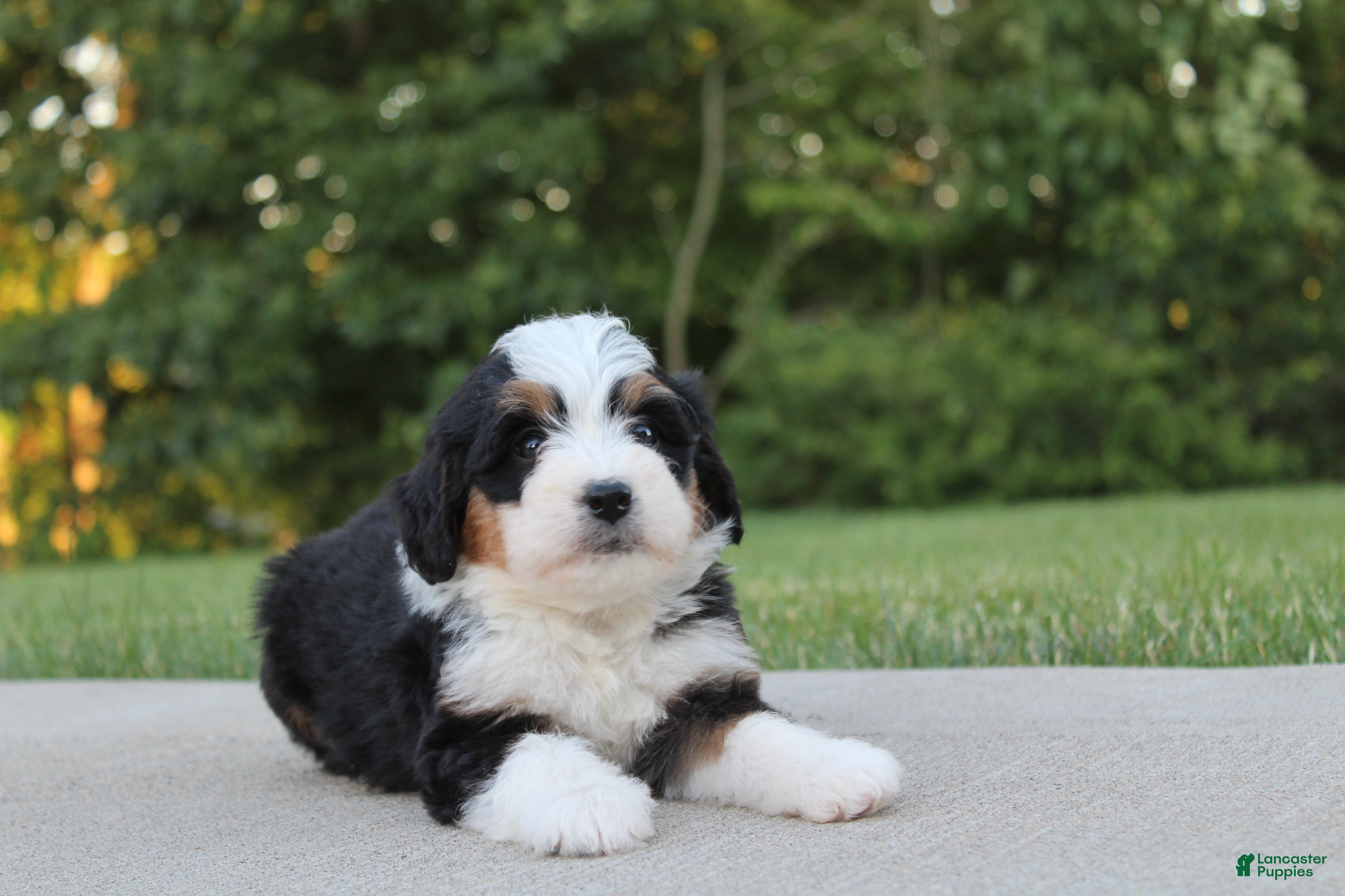 Mini Bernedoodle dogs Lola - Ad 2