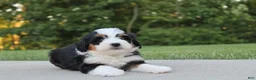 Mini Bernedoodle dogs for sale: Lola - Ad 2