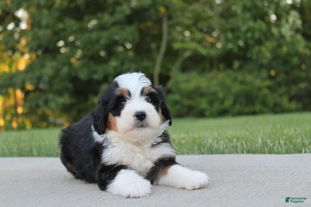 Mini Bernedoodle dogs for sale: Lola - Ad 2