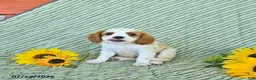 Cavalier King Charles Spaniel dogs for sale: Bennet - Ad 3
