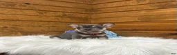 French Bulldog dogs for sale: Cooper - Ad 3