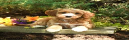 Mini Goldendoodle dogs for sale: Forest - Ad 1