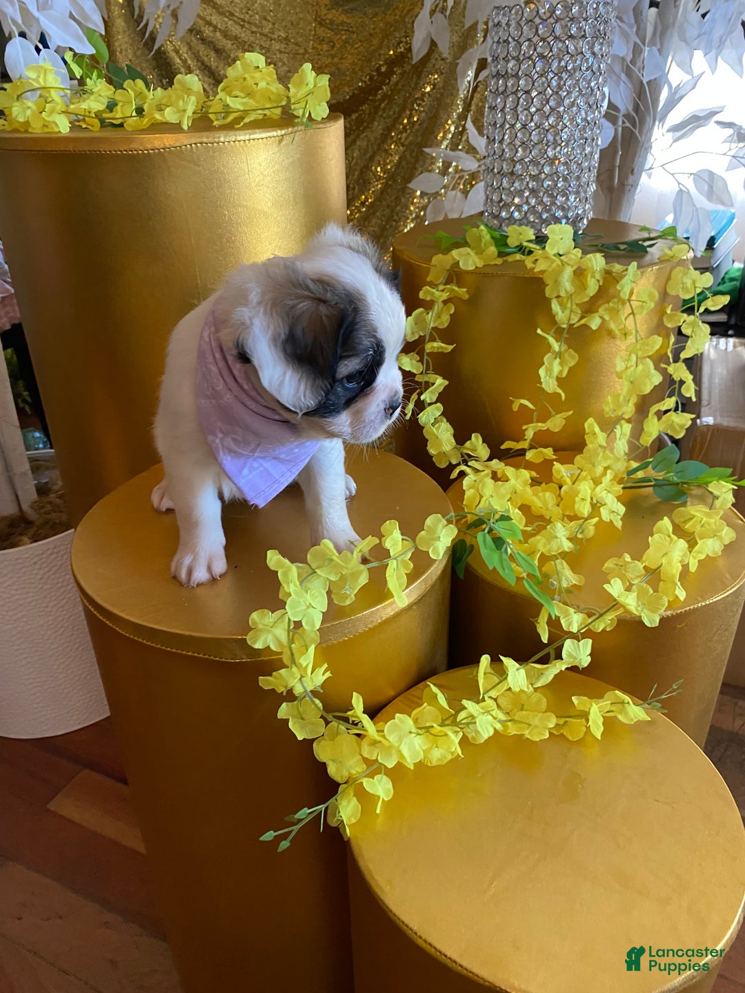 French Bulldog dogs for sale: Dakota - Ad 2