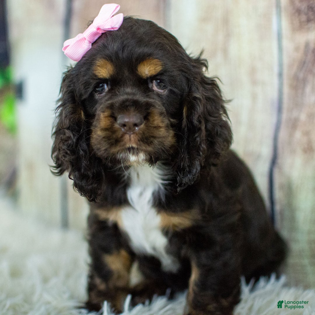 Cocker Spaniel dogs for sale: Paige - Ad 2