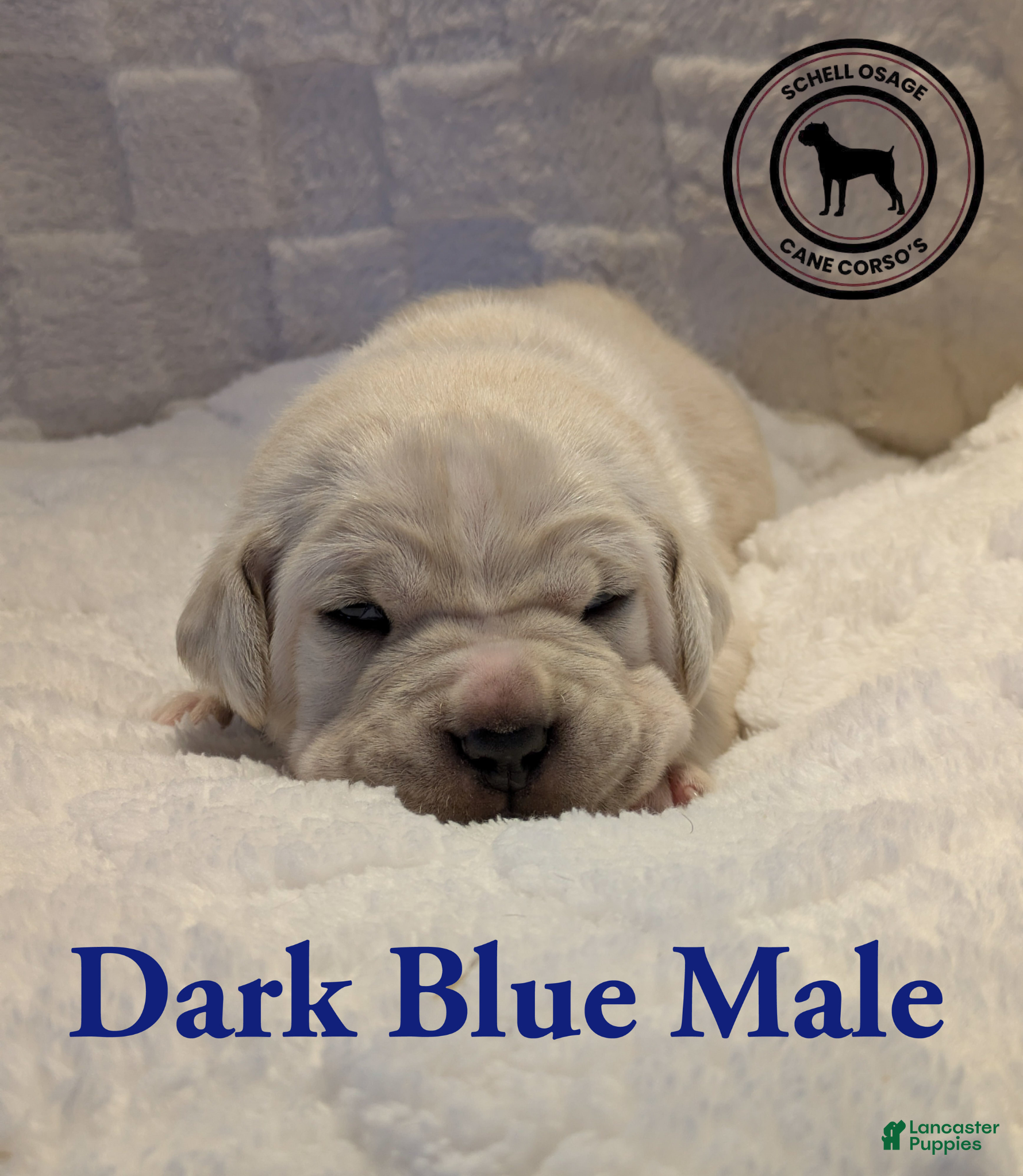 Cane Corso dogs Dark Blue - Ad 8