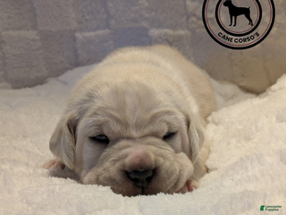 Cane Corso dogs Dark Blue - Ad 8