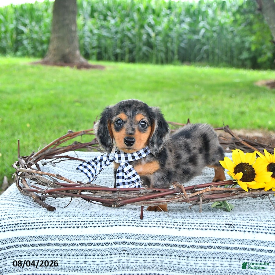 Miniature Dachshund dogs Soldier - Ad 1