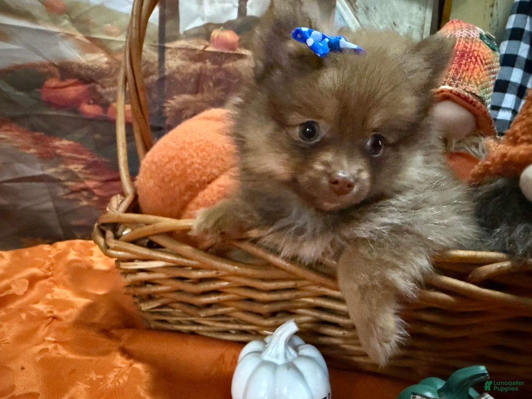 Pomeranian dogs for sale: Joy small - Ad 3