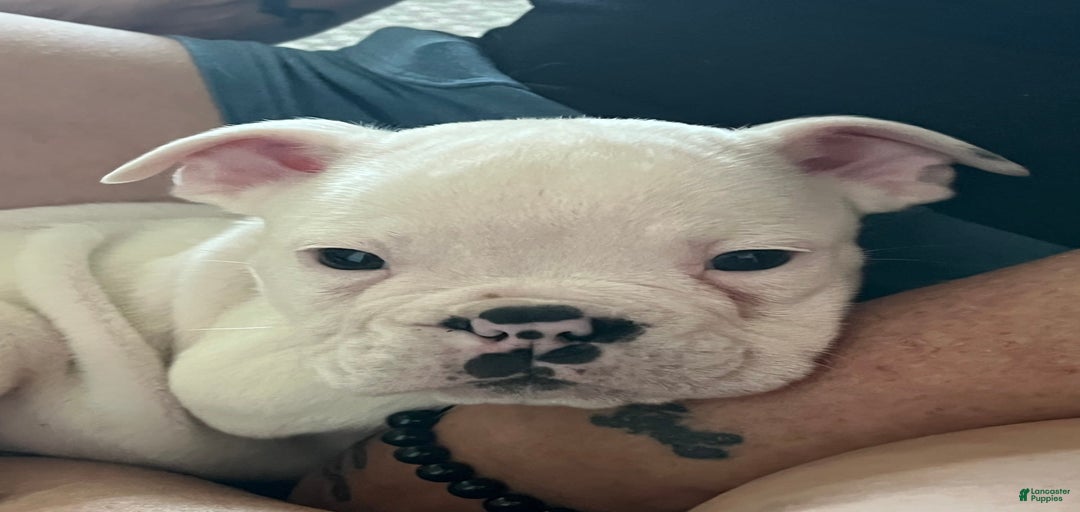 Gallery Image {{count}}