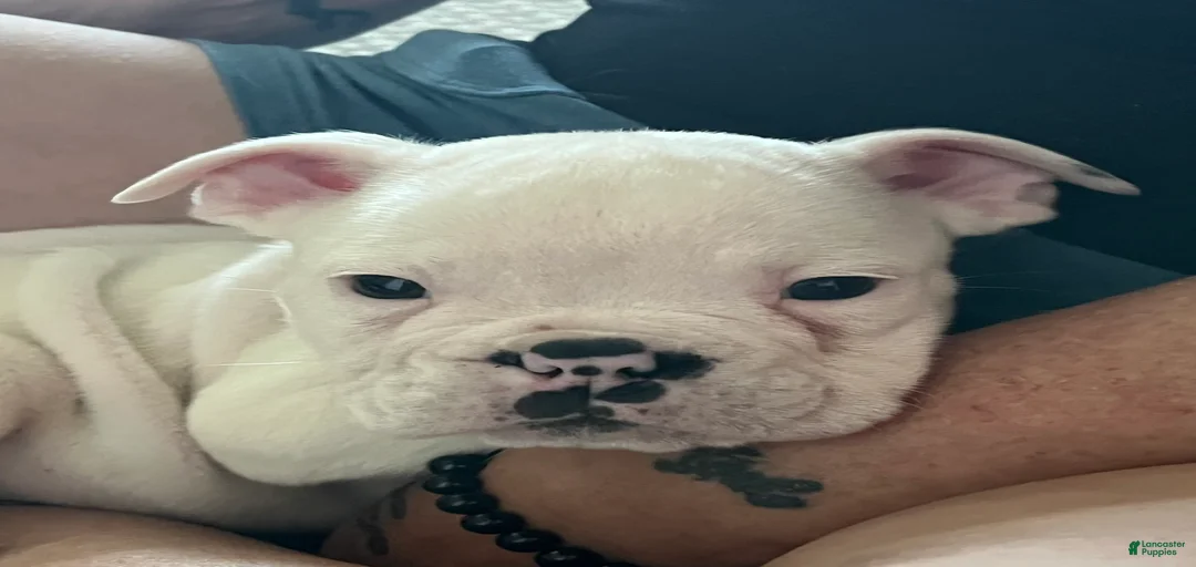 Gallery Image {{count}}