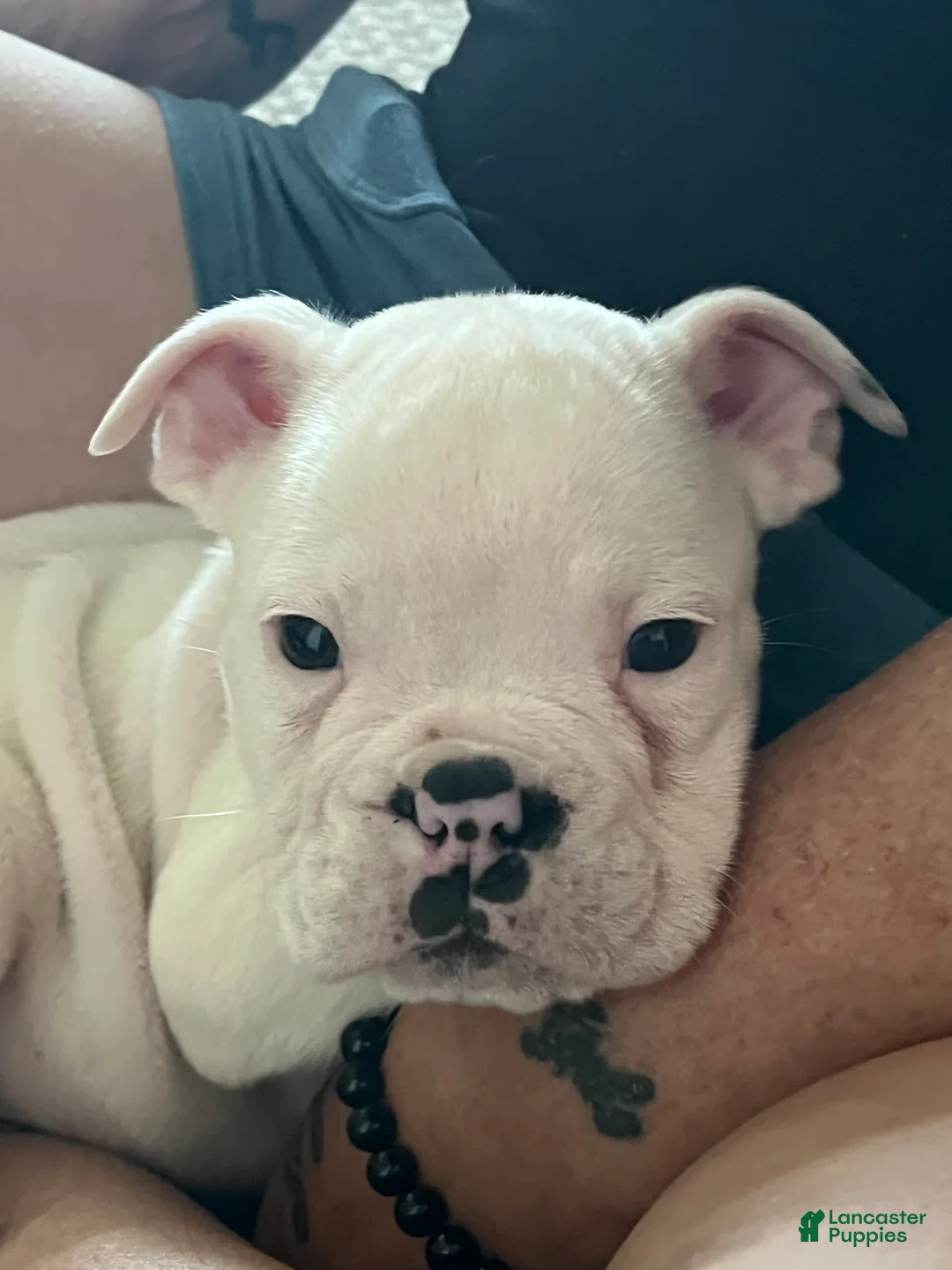 Gallery Image {{count}}