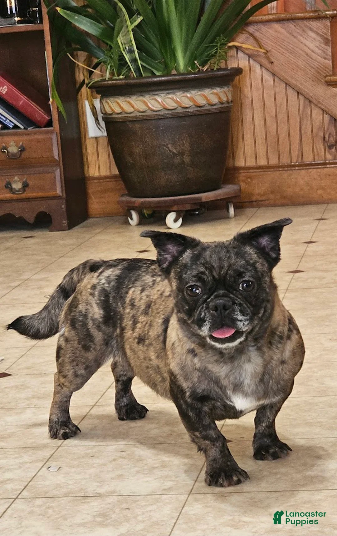 Mixed Breed dogs for sale: JubJub 75% Frenchie - Ad 3