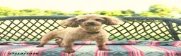 Cavapoo dogs for sale: Willow  - Ad 6