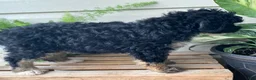 Mini Bernedoodle dogs for sale: Baxter- mini/medium - Ad 3