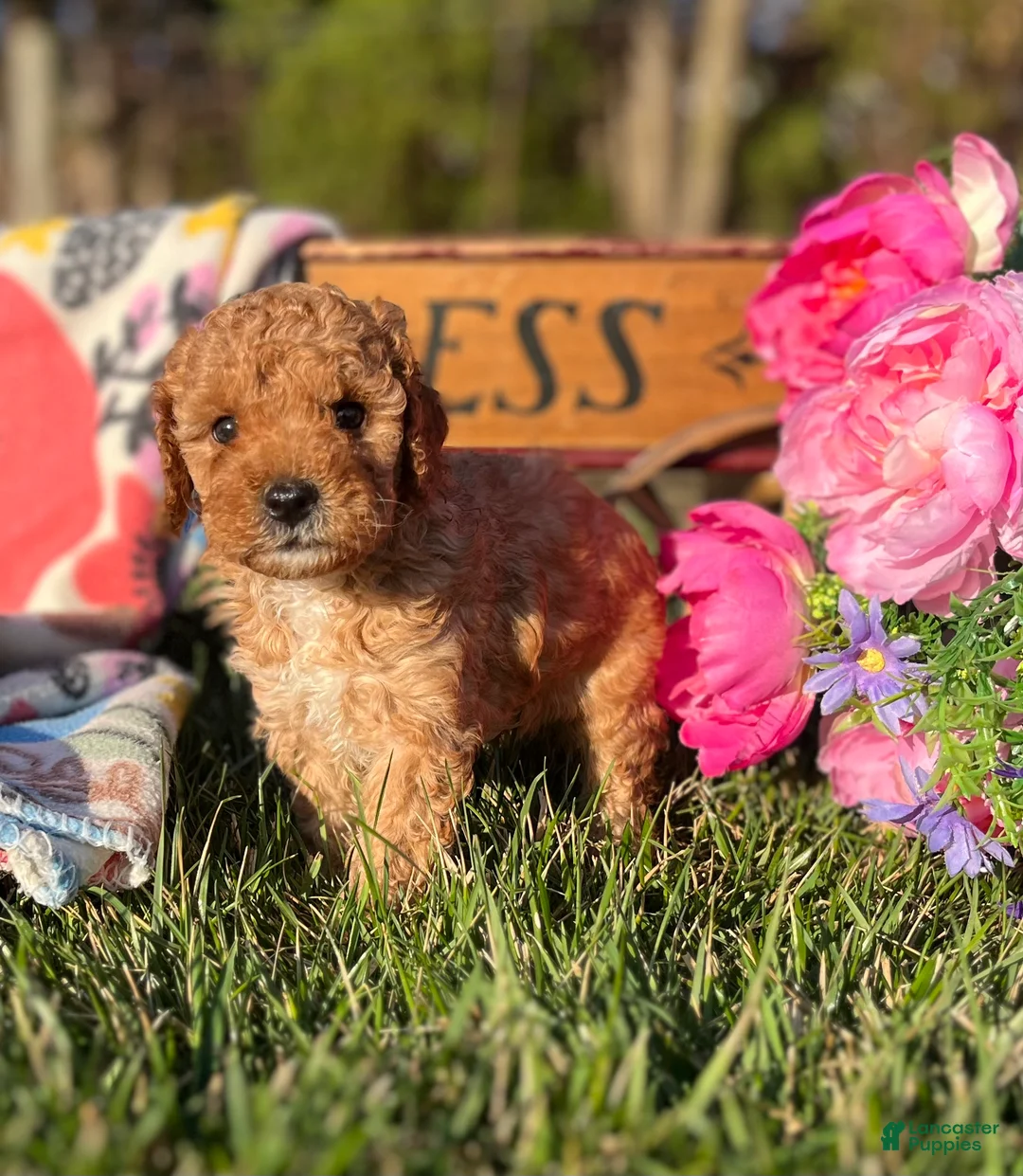Miniature Poodle dogs for sale: Lil Pumpkin❤️AKC Registered❤️Call or Text 717-537-9681 - Ad 1