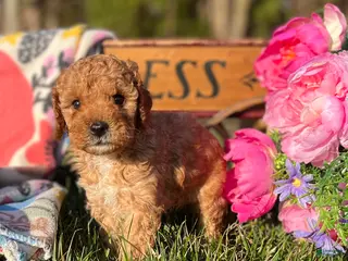 Miniature Poodle dogs Lil Pumpkin❤️AKC Registered❤️Call or Text 717-537-9681 - Ad 18