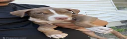 American Bully dogs for sale: Luna - Ad 1