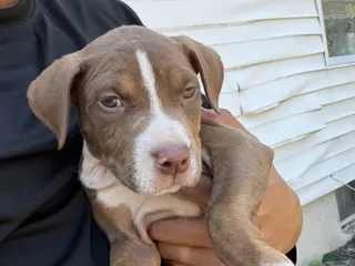 American Bully dogs Luna - Ad 1