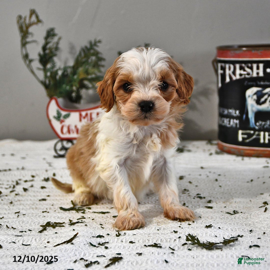 Cavapoo dogs for sale: Caleb - Ad 1